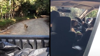 Family Takes In Adorable Lost Dog