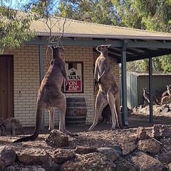 Kangaroo Stand off Outside Aussie Pub