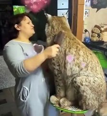 Une grande complicité entre une dame et son lynx de compagnie