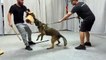 Belgian Malinois - Best Personal Protection Dogs