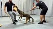 Belgian Malinois - Best Personal Protection Dogs