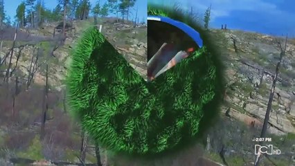 El tigrillo, especie endémica del país, estaría en riesgo por proyecto de redes