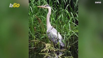 Long-Legged Heron Caught on Camera Wrestling Eel