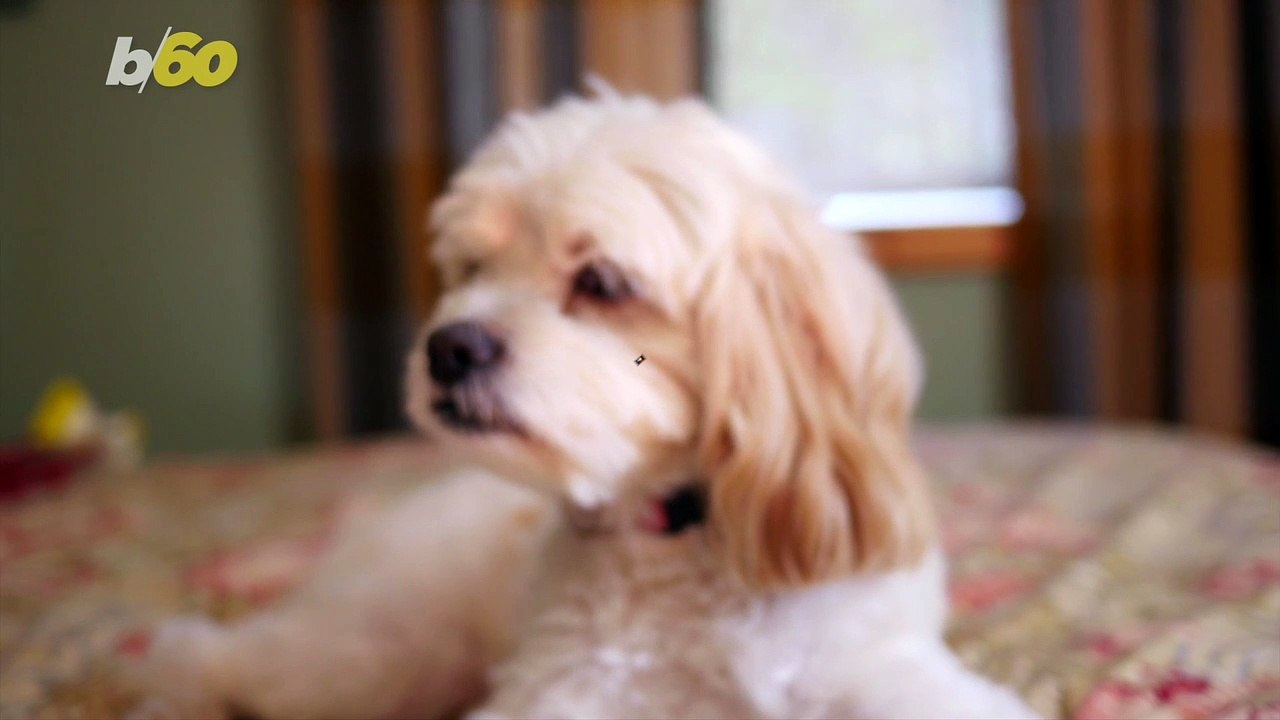 This Pet Rescue Jet Could Reunite Pets and Their Loving Owners