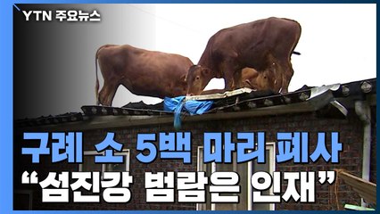 전남 구례 5백 마리 소 폐사 "죽은 소 살려내라!" / YTN