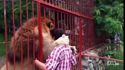 La recuperación de Júpiter el león avanza lentamente