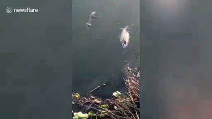 Disturbing sight as large amounts of dead fish spotted in river in southern China