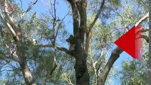 Find Out How Koalas Are Influencing Australian Politics
