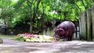 Thailand's oldest hippo celebrates 55th birthday