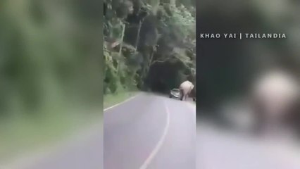 Elefante estuvo a punto de aplastar un vehículo con una familia en su interior
