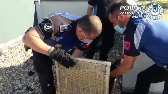 Policía Municipal rescata un buitre caído en una azotea de Vicálvaro
