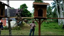 At this 'university' in Indonesia, monkeys are trained to pick coconuts