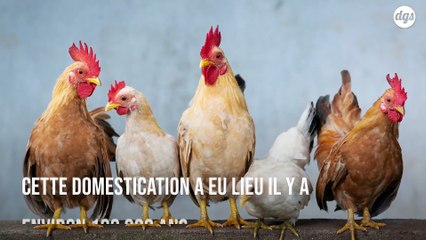 La domestication a entraîné une réduction de la taille du cerveau des poules