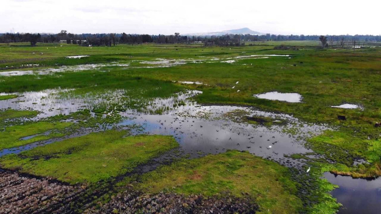 Mexico wetlands: Conservationists race to protect biodiversity