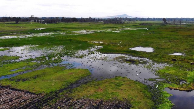 Mexico wetlands: Conservationists race to protect biodiversity