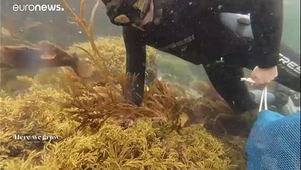 Galicia's seafood producers and innovators reaveal their marine flavours