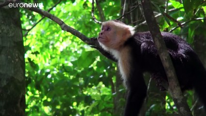 Terra perdeu 68% da fauna selvagem desde 1970