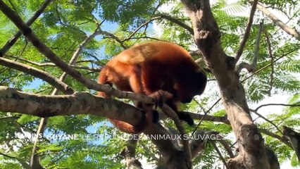 Guyane : Le refuge des animaux sauvages
