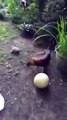 Ce chiot et cette tortue s’amuse ensemble avec un ballon