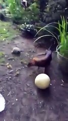 Ce chiot et cette tortue s’amuse ensemble avec un ballon