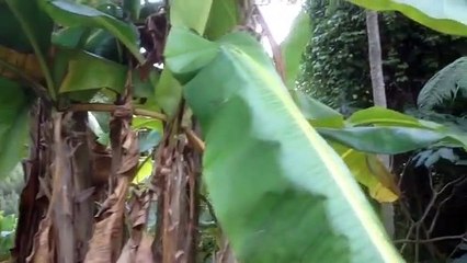 Gardens at Tresco Abbey