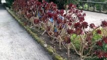 Tresco Abbey grounds and gardens