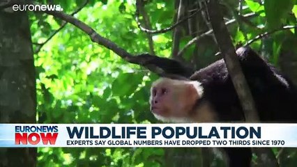 Global wildlife has declined by nearly two-thirds since 1970, says report