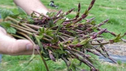 दुनिया की सबसे महंगी सब्जी, 80 हजार रु किलो है इसकी कीमत । Most Expensive Vegetable In The World