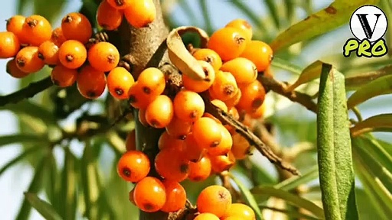 Health Benefits of Sea Buckthorn  ( in Hindi )