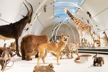 À la découverte de «Planète vivante», la nouvelle galerie permanente du Muséum des Sciences naturelles