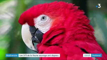 Biodiversité : le rapport alarmant du Fonds mondial pour la nature