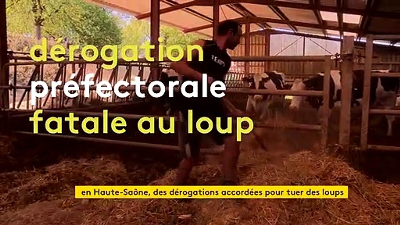 Attaques de loups : des tirs de défense autorisés en Haute-Saône