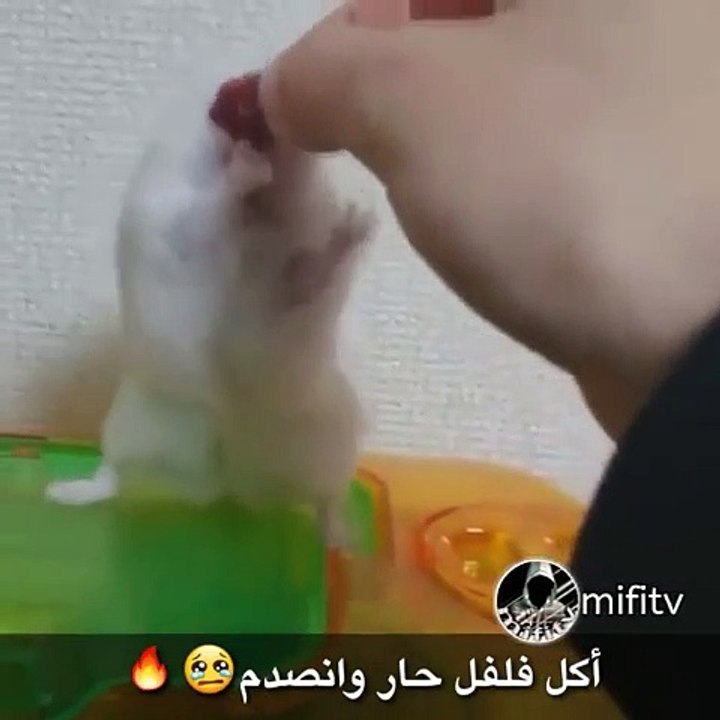 Funny Mouse WhatsApp Status