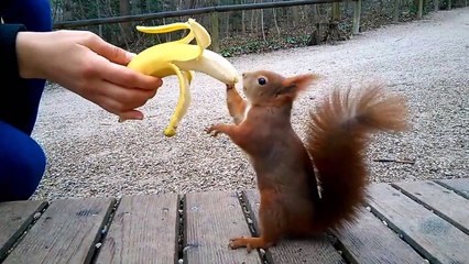 Hungry Squirrel Eating Banana