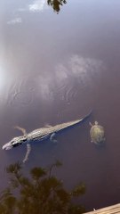 Turtle Gives Gator a High Five