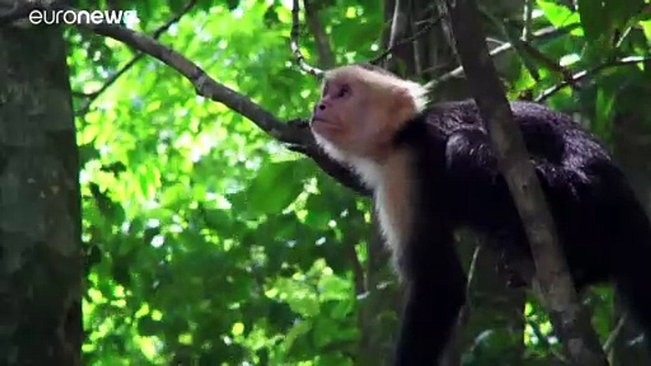 WWF-Report 2020: Tierbestände um 68 Prozent zurückgangen