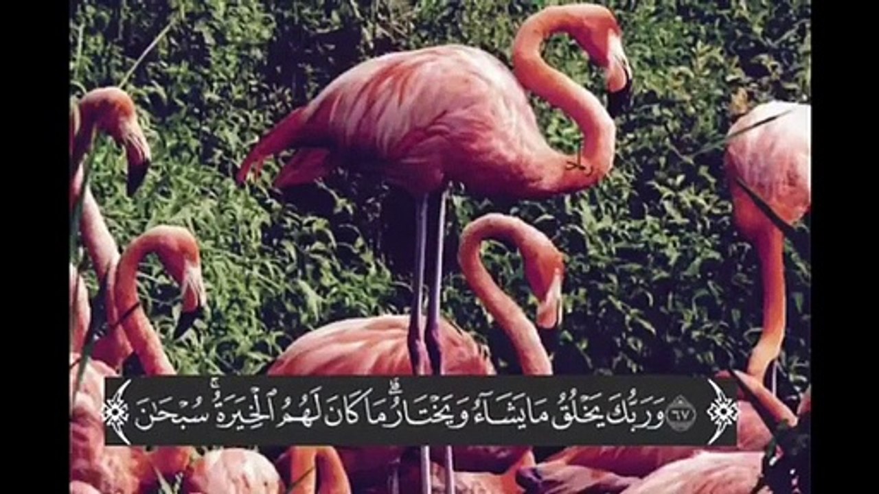 ياسر الدوسري ❤ أجمل حالات واتس اب دينية مقاطع دينية قصيرة مقاطع انستقرام دينية