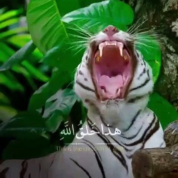 ياسر الدوسري قرآن كريم صوت جميل ⚡ أجمل حالات واتس اب دينية مقاطع دينية قصيرة مقاطع انستقرام دينية