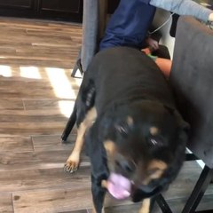 Playful Dog Demands Attention From Kid While He Studies