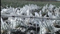Más de 300 hectáreas de pastos y cultivos afectados en Boyacá por aumento de las heladas
