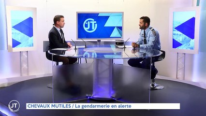 CHEVAUX MUTILÉS / La gendarmerie en alerte