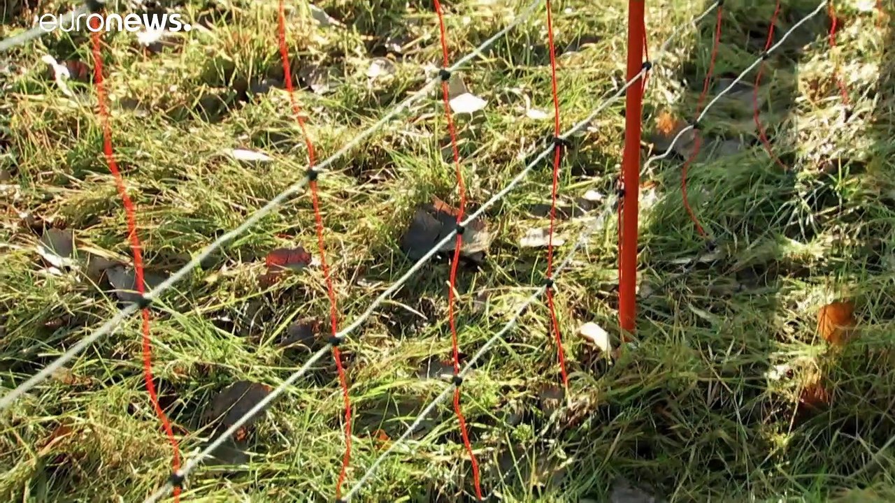 Afrikanische Schweinepest in Deutschland: Gefahrenzone errichtet