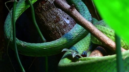 Planeta perdeu quase 70% da fauna selvagem em 50 anos