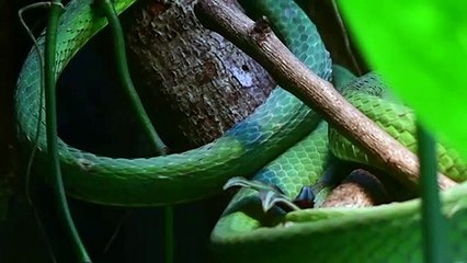 Planeta perdeu quase 70% da fauna selvagem em 50 anos