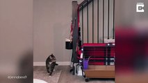 Ce chat trop gros se retrouve coincé entre les barreaux de l'escalier