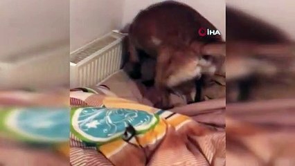 Tavşanlı'da uyuşturucu operasyonu