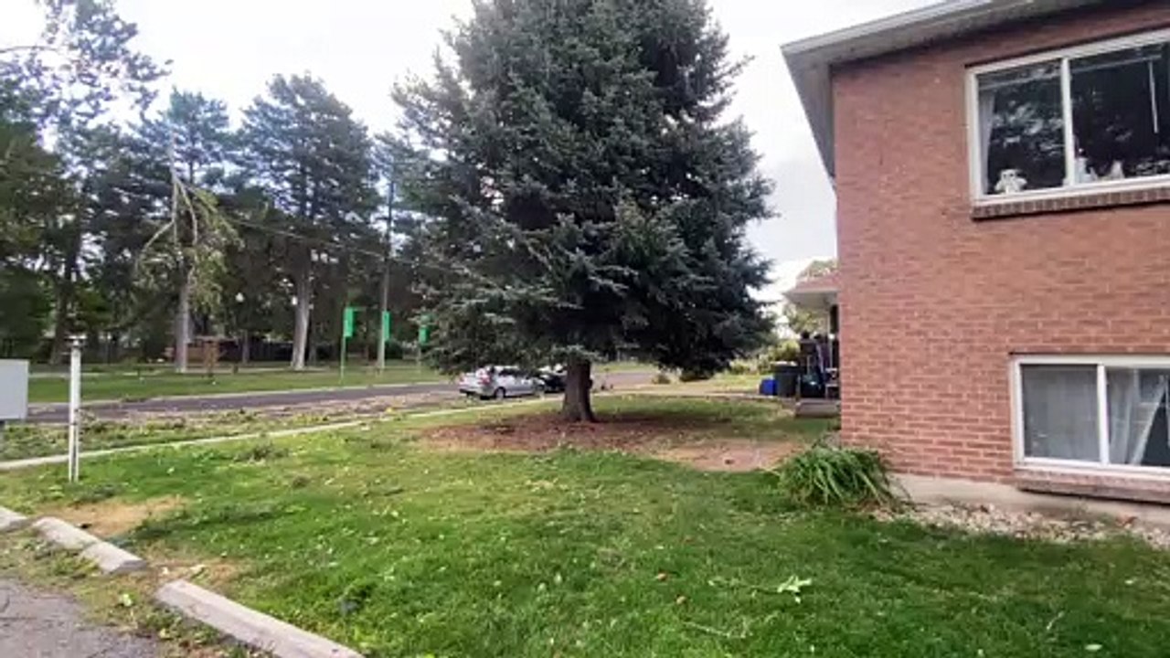 Wild Winds Uproot a Huge Tree in Utah