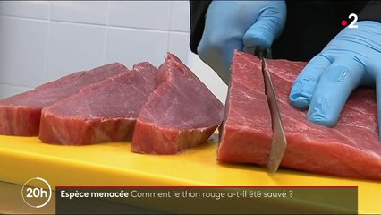 Environnement : le thon rouge est de retour