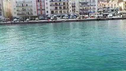 SETE - Des dauphins dans le canal