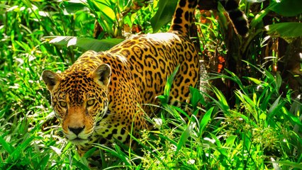 Land-Grabbers And Wildcat Ranchers Are Turning The Amazon To Ash